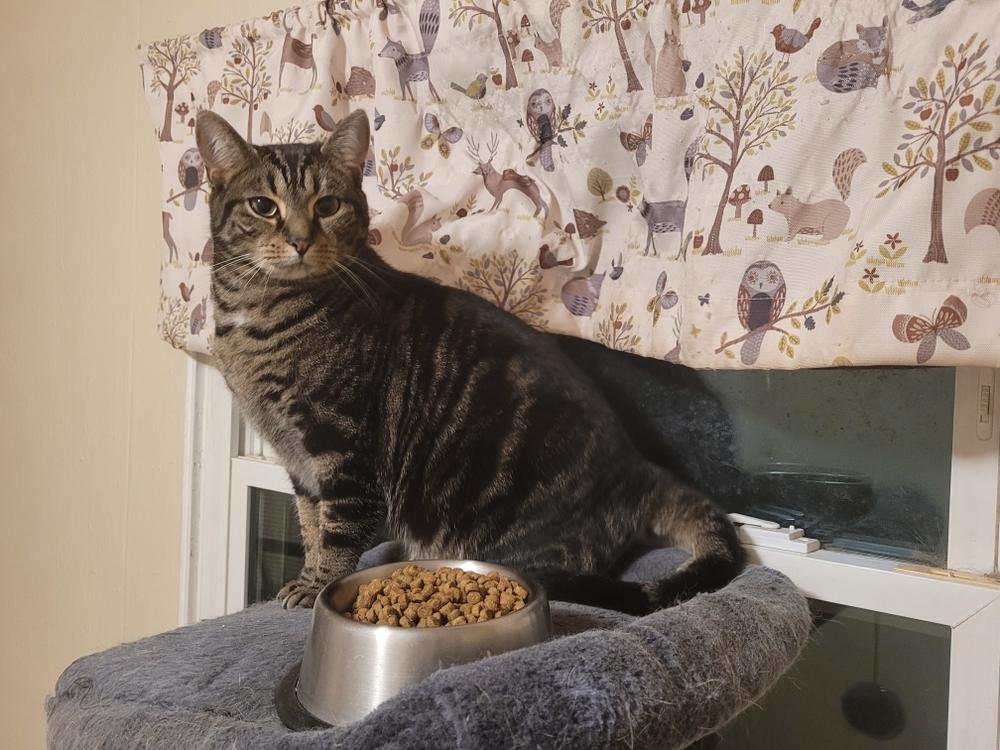 Saturn, a Adoptable Domestic Short Hair in Dayton, OH image 6/6