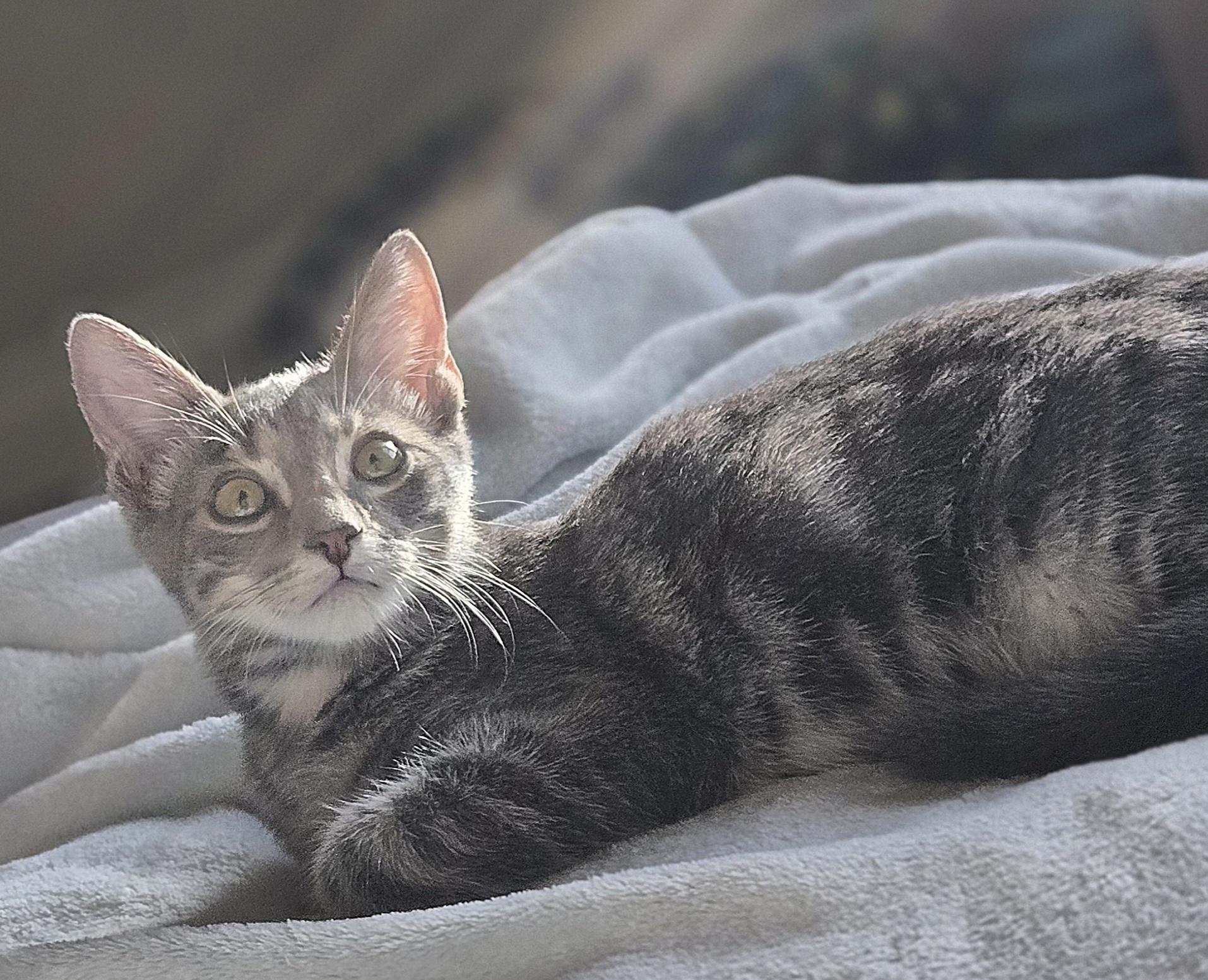 Enlarge Barong, a Adoptable Domestic Short Hair in highlands ranch, CO image 2/6