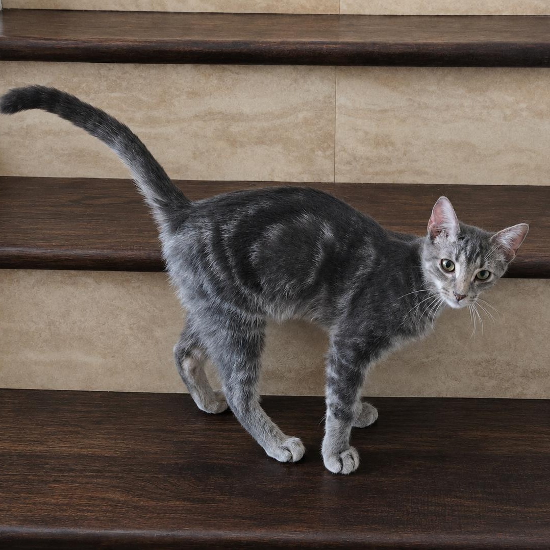 Barong, Adoptable, Kitten Male Domestic Short Hair.