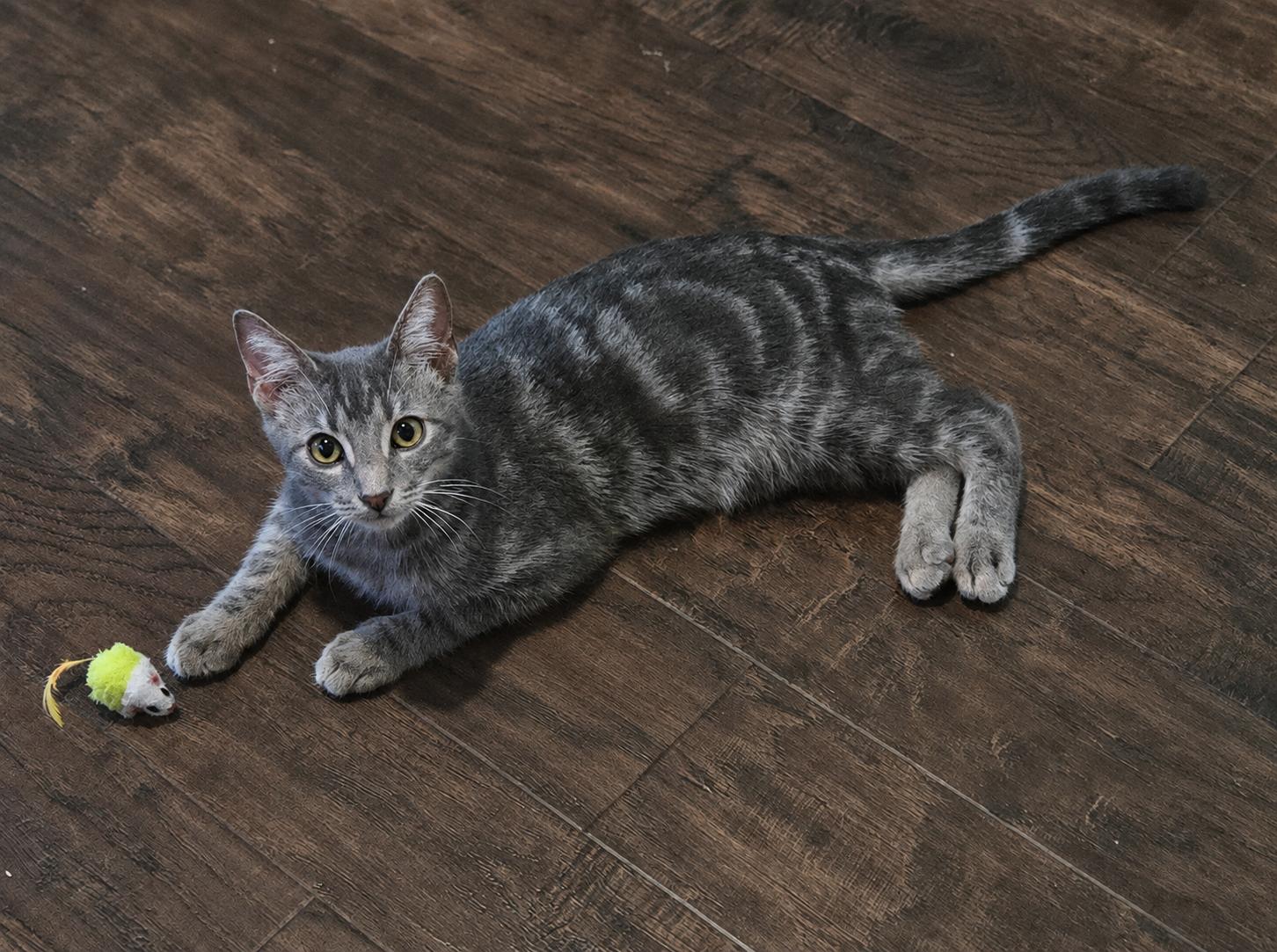 Enlarge Barong, a Adoptable Domestic Short Hair in highlands ranch, CO image 3/6