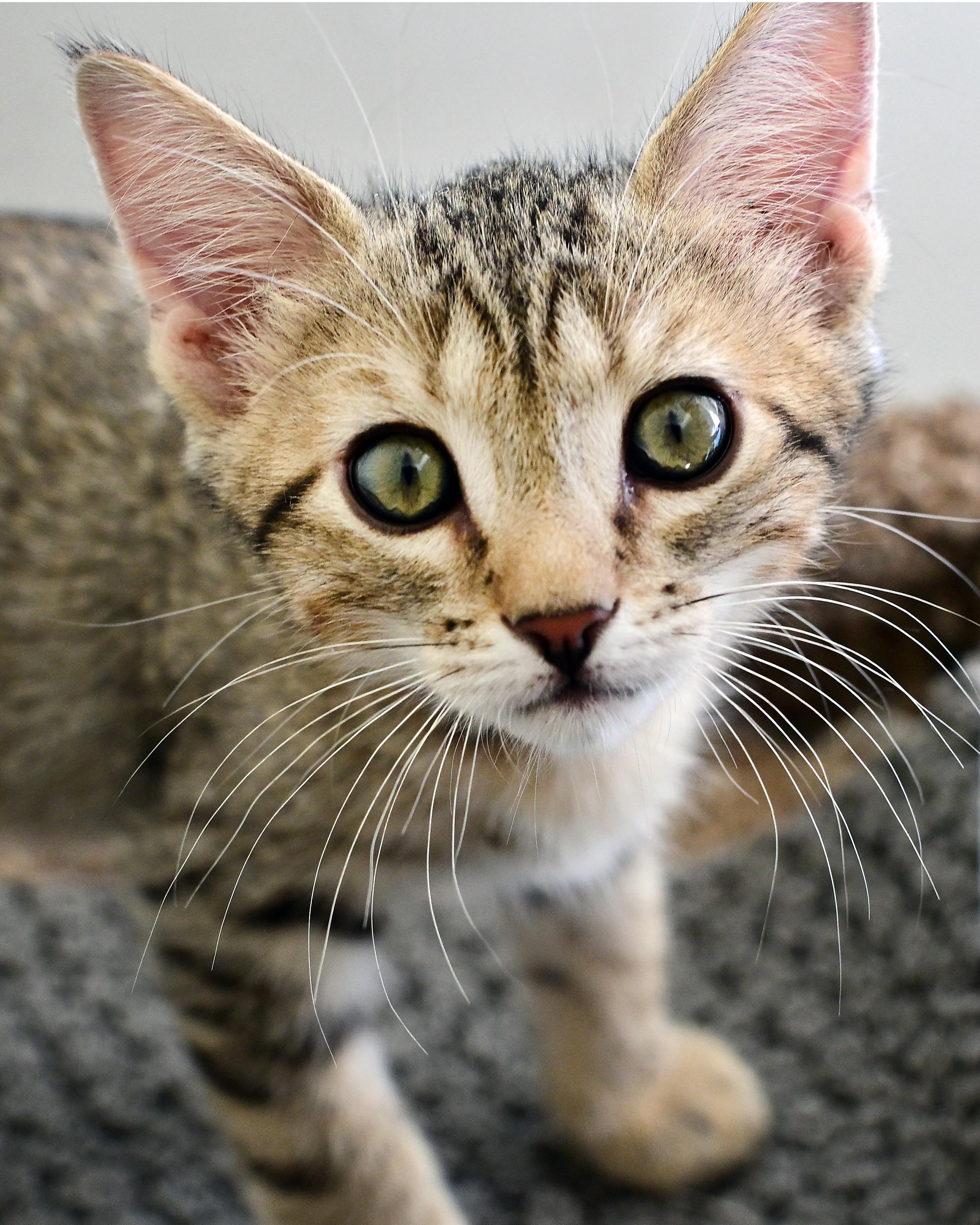 Tommy, ADOPTABLE, Kitten Male Domestic Short Hair.