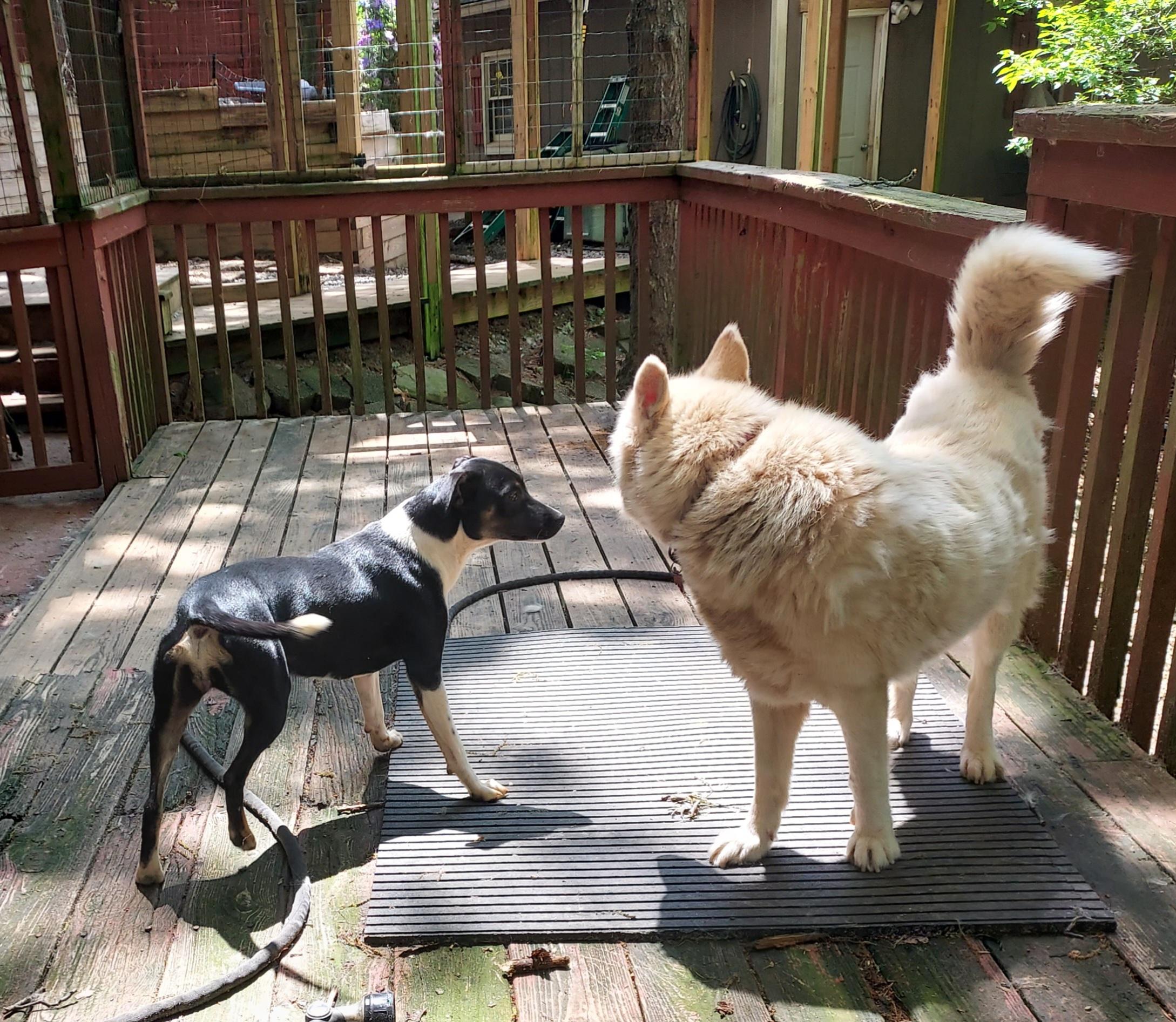 Christy, an adoptable Feist in Ellijay, GA, 30540 | Photo Image 5