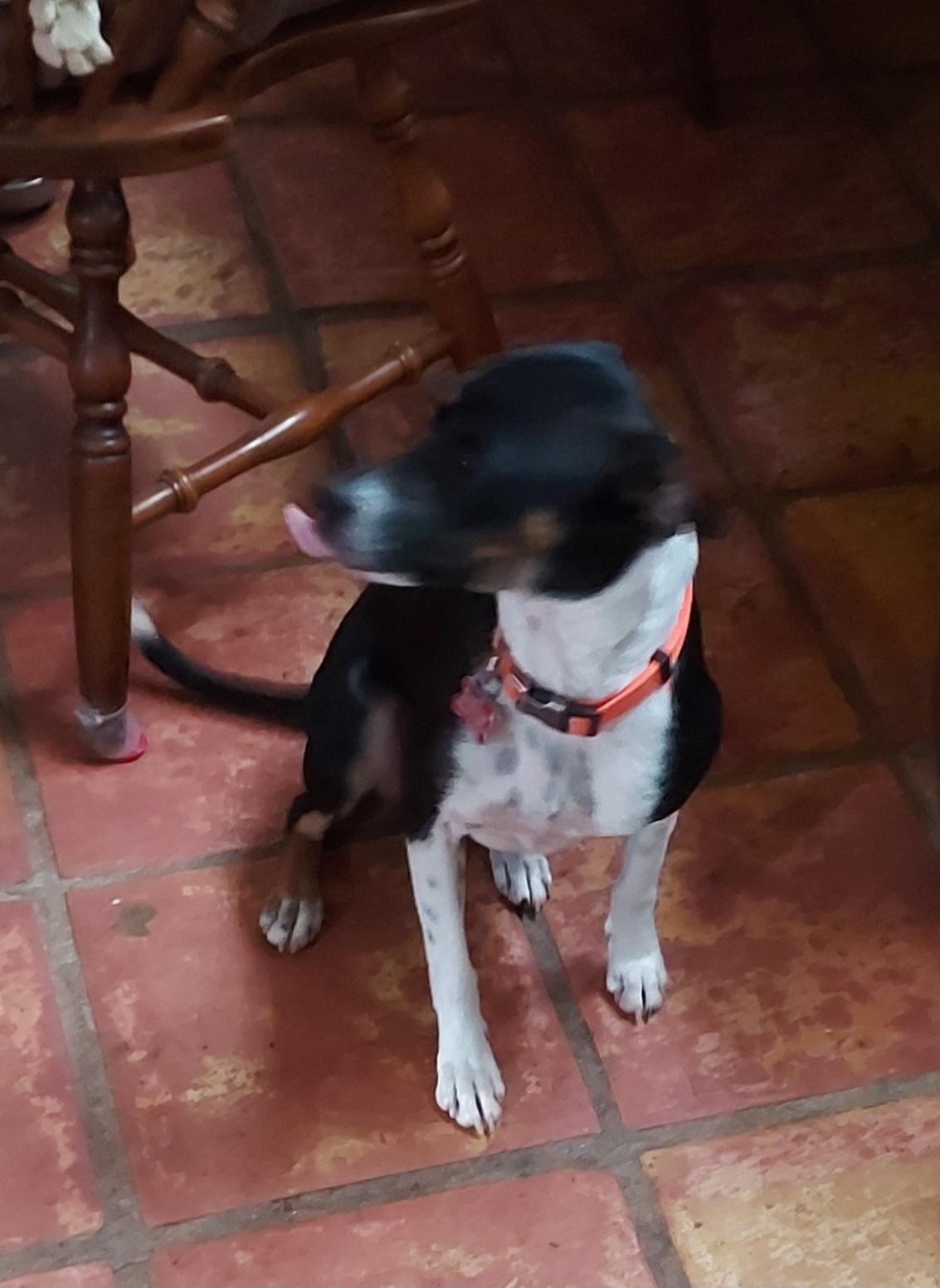 Enlarge Christy, a Adoptable mixed breed in Ellijay, GA image 2/6