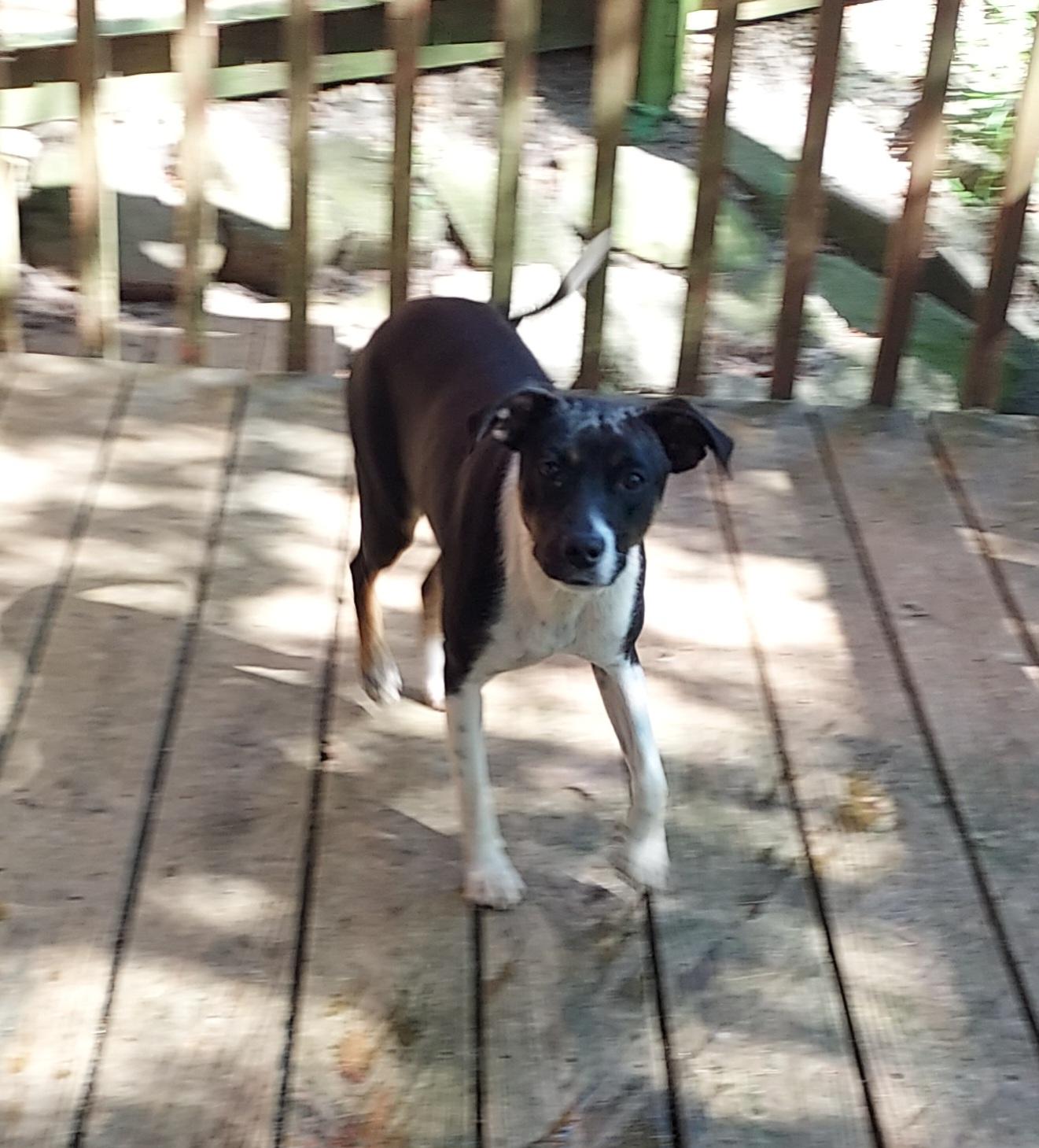 Christy, an adoptable Feist in Ellijay, GA, 30540 | Photo Image 3