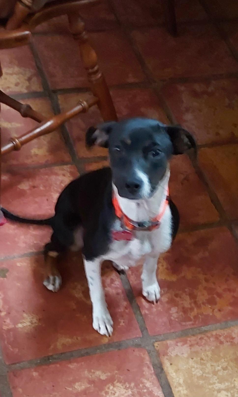 Christy, an adoptable Feist in Ellijay, GA, 30540 | Photo Image 2