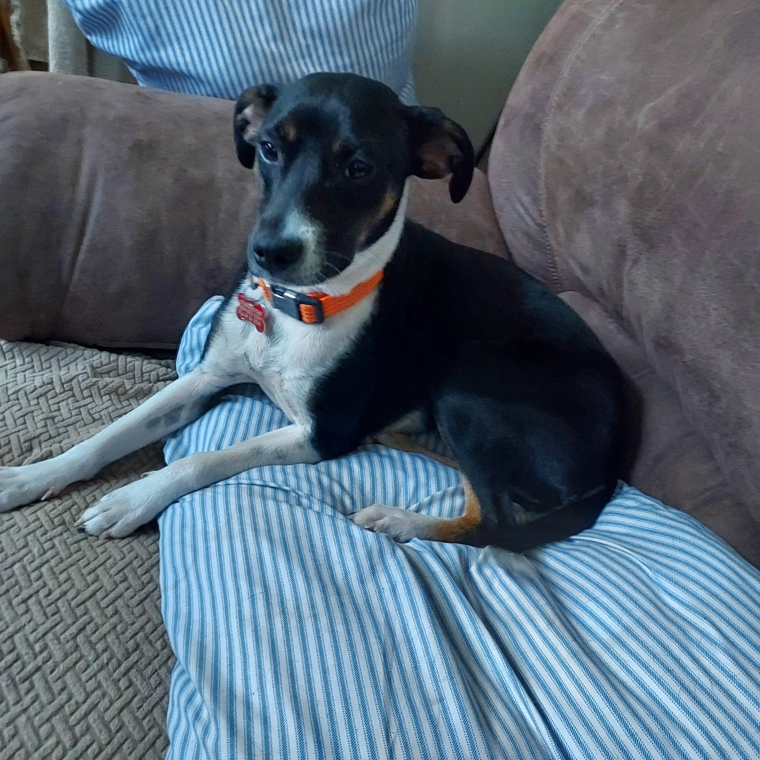 Christy, an adoptable Feist in Ellijay, GA, 30540 | Photo Image 1