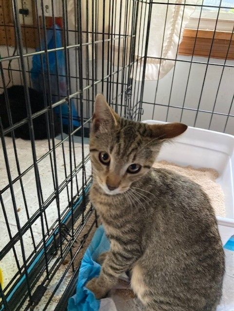 Sport, Adopted, Kitten Male Domestic Short Hair & Tabby.