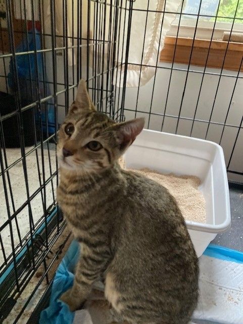 Enlarge Sport, a Adopted mixed breed in Sea Isle City, NJ image 2/8