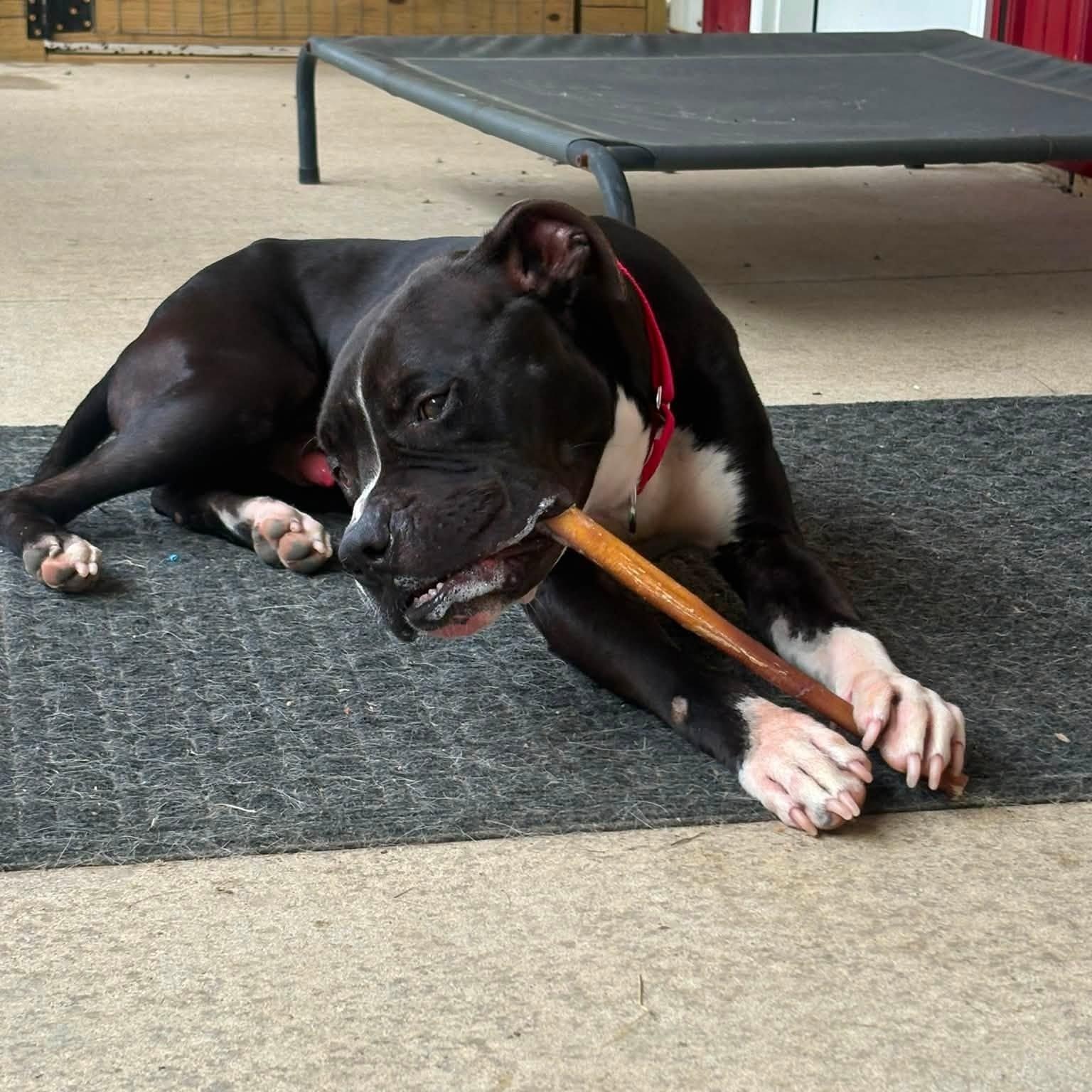 Enlarge Sparks, a ADOPTABLE mixed breed in Grafton, OH image 4/6