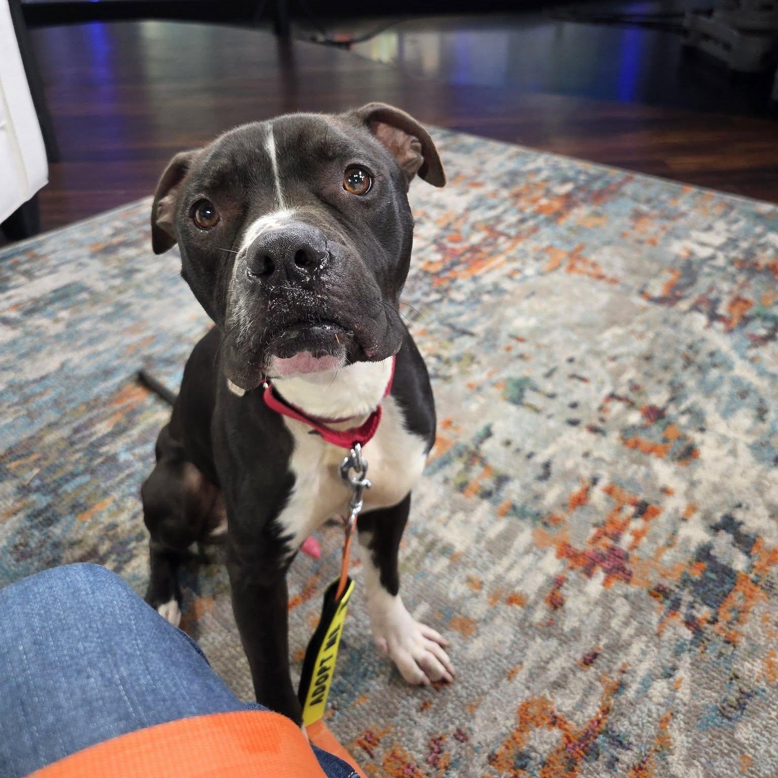 Enlarge Sparks, a ADOPTABLE mixed breed in Grafton, OH image 3/6