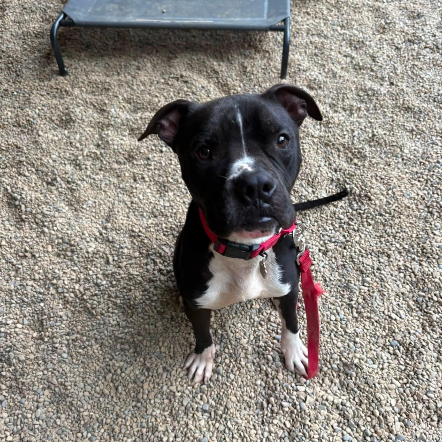 Enlarge Sparks, a ADOPTABLE mixed breed in Grafton, OH image 5/6