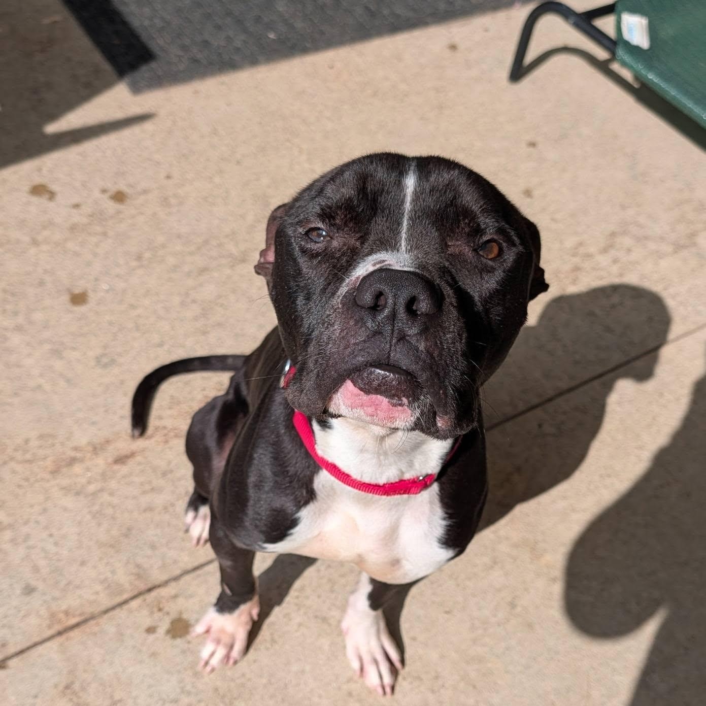 Enlarge Sparks, a ADOPTABLE mixed breed in Grafton, OH image 2/6