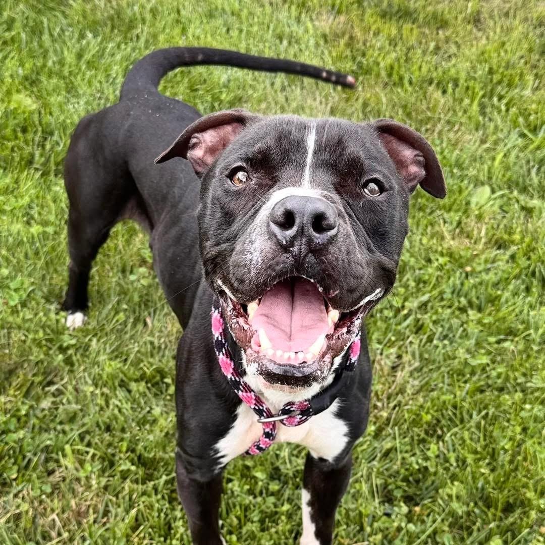 Sparks, ADOPTABLE, Adult Male Boxer.