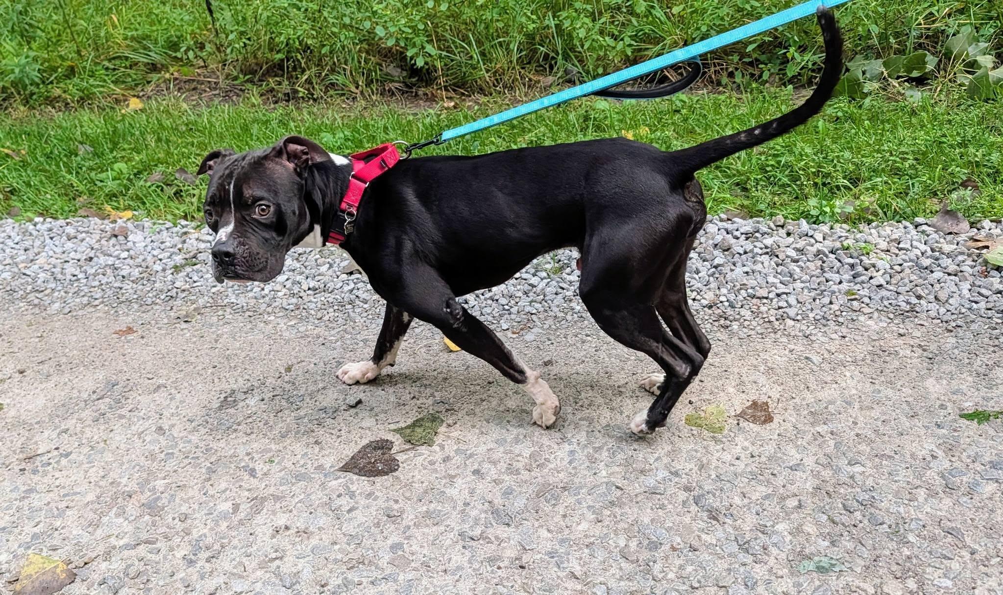 Enlarge Sparks, a ADOPTABLE mixed breed in Grafton, OH image 6/6