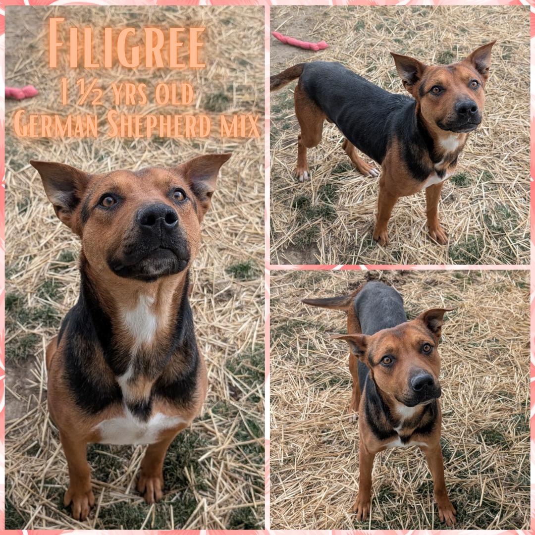 Filigree, ADOPTABLE, Adult Male German Shepherd Dog.