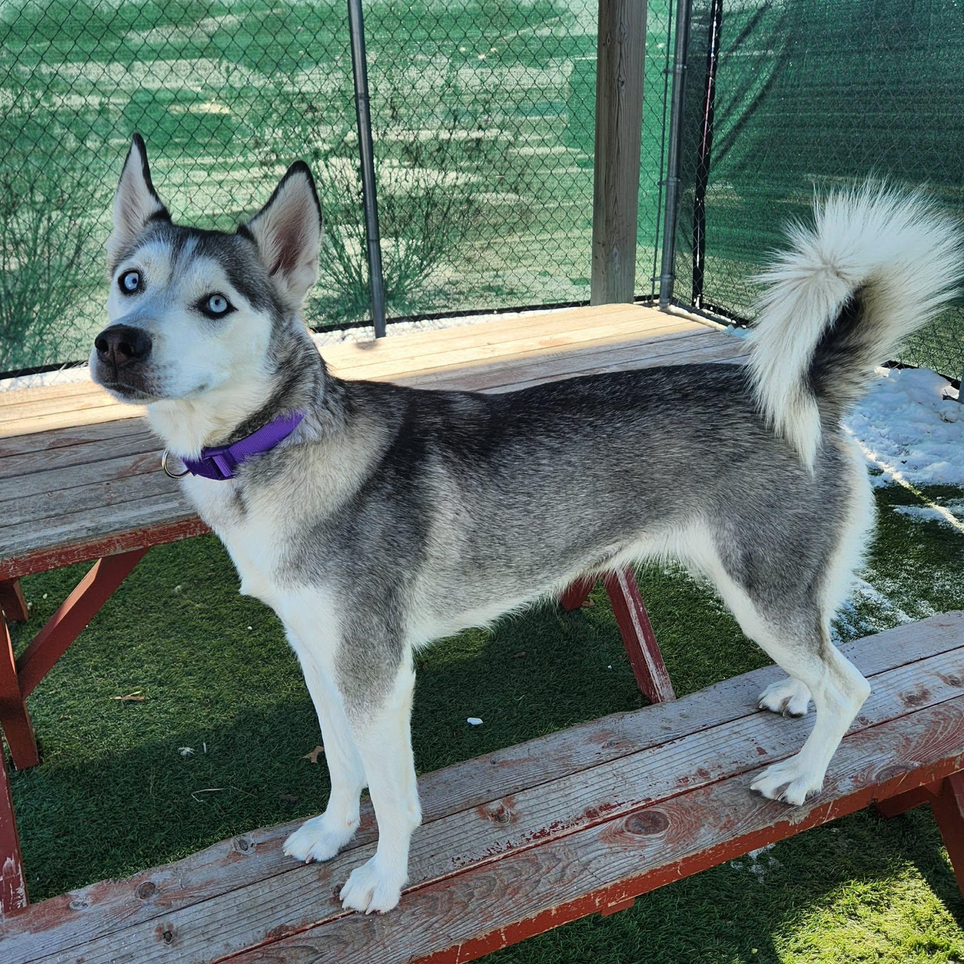 Enlarge Nika , an adopted Siberian Husky in Sparta, WI image 1/3