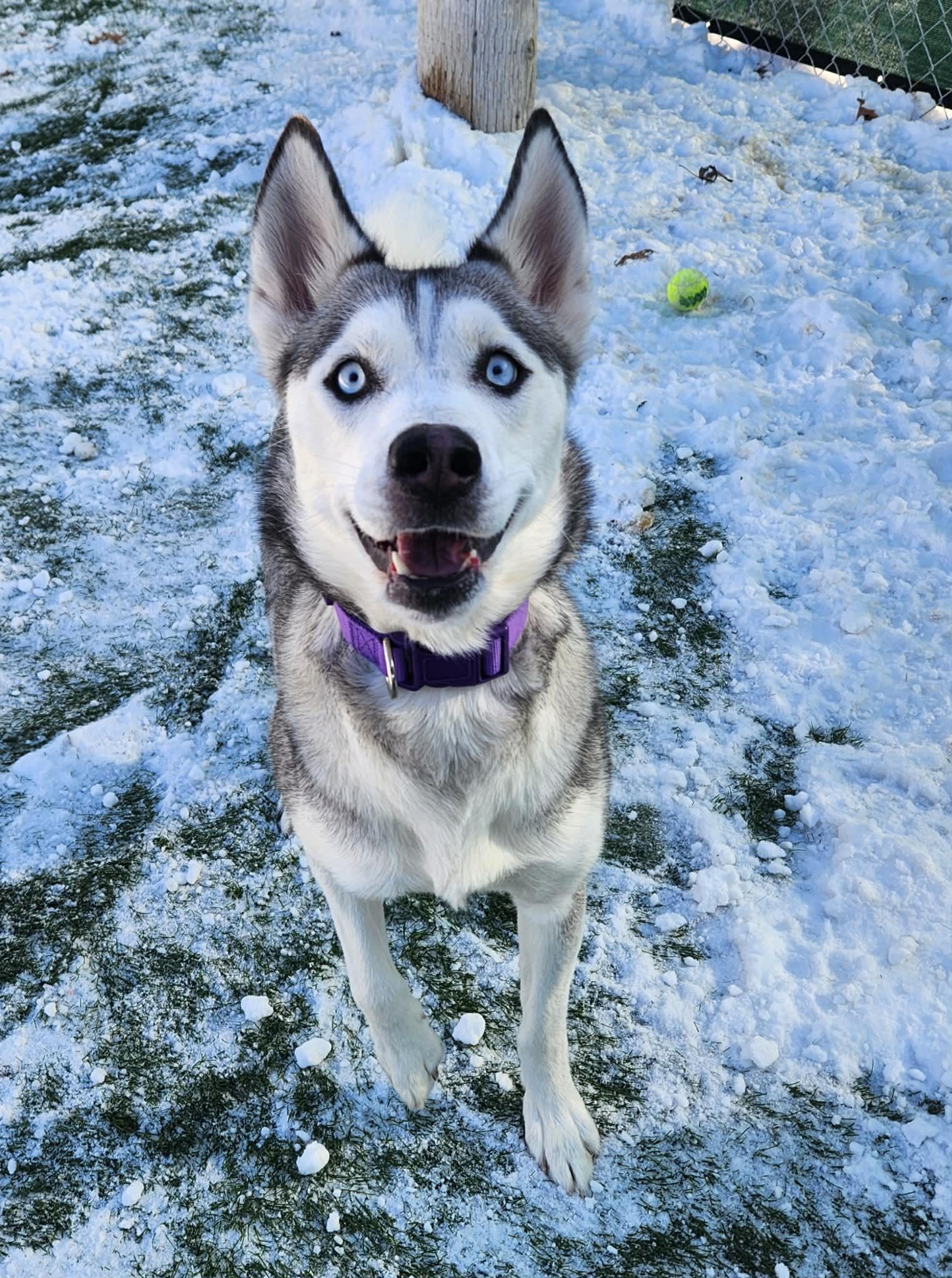 Enlarge Nika , an adopted Siberian Husky in Sparta, WI image 2/3