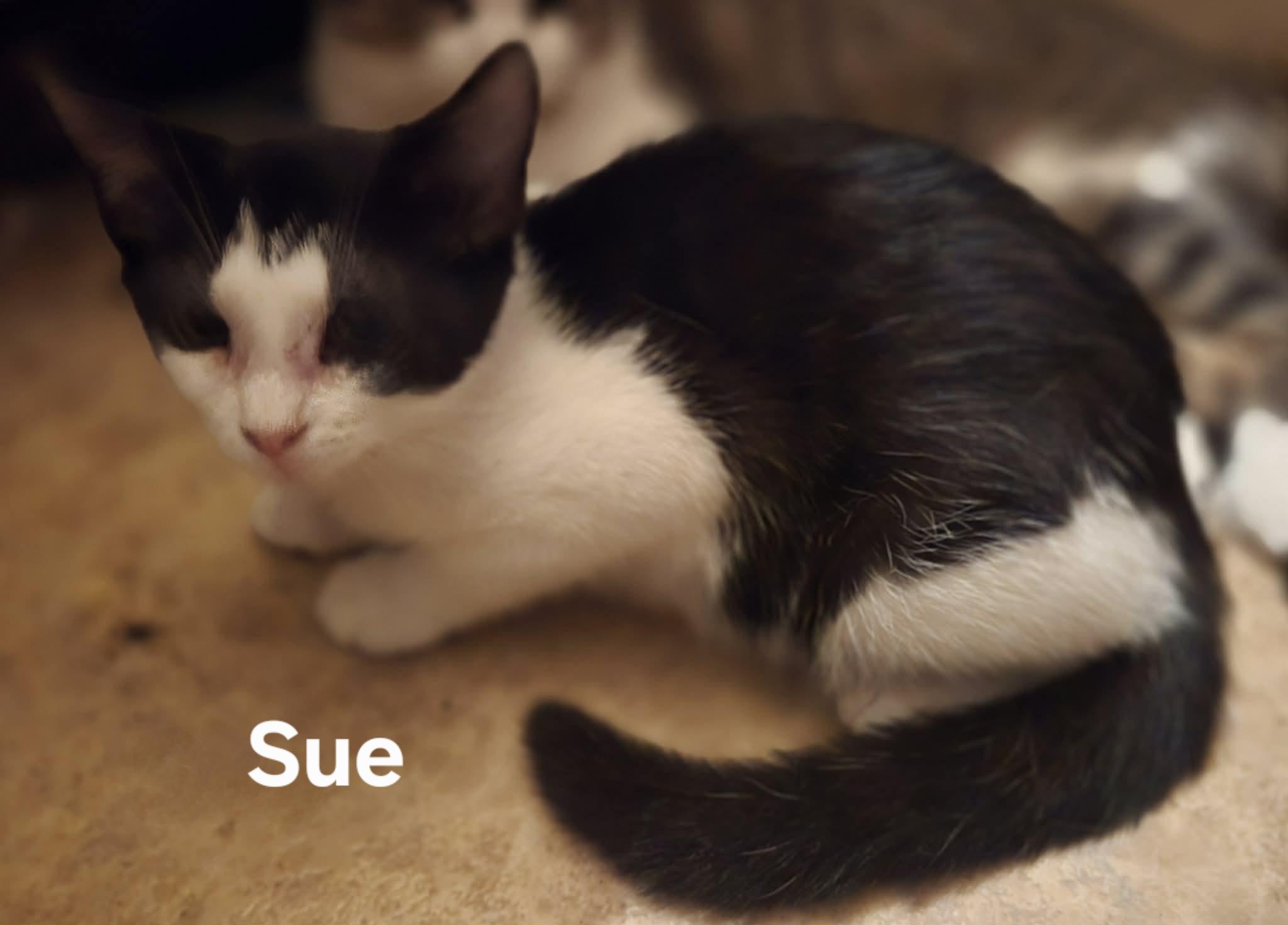 Sue, ADOPTABLE, Kitten Female Domestic Short Hair.