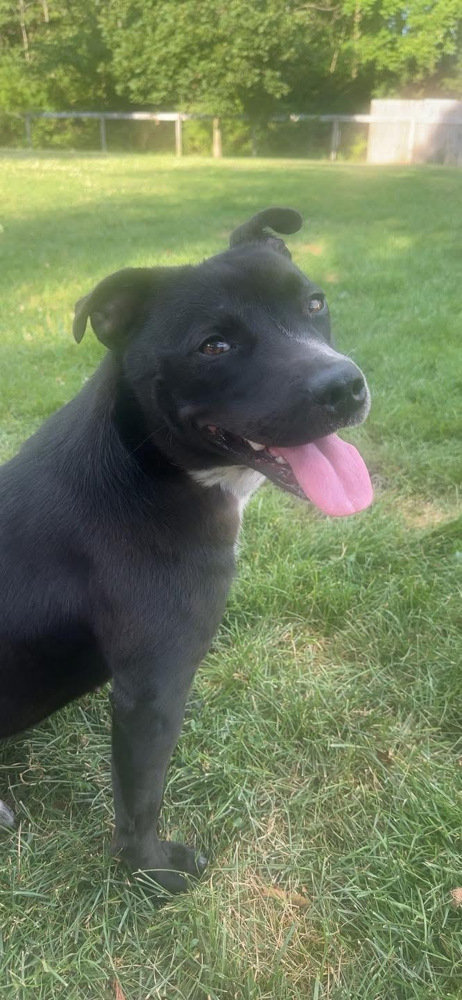 Cricket, a Adoptable mixed breed in South Charleston, OH image 2/6