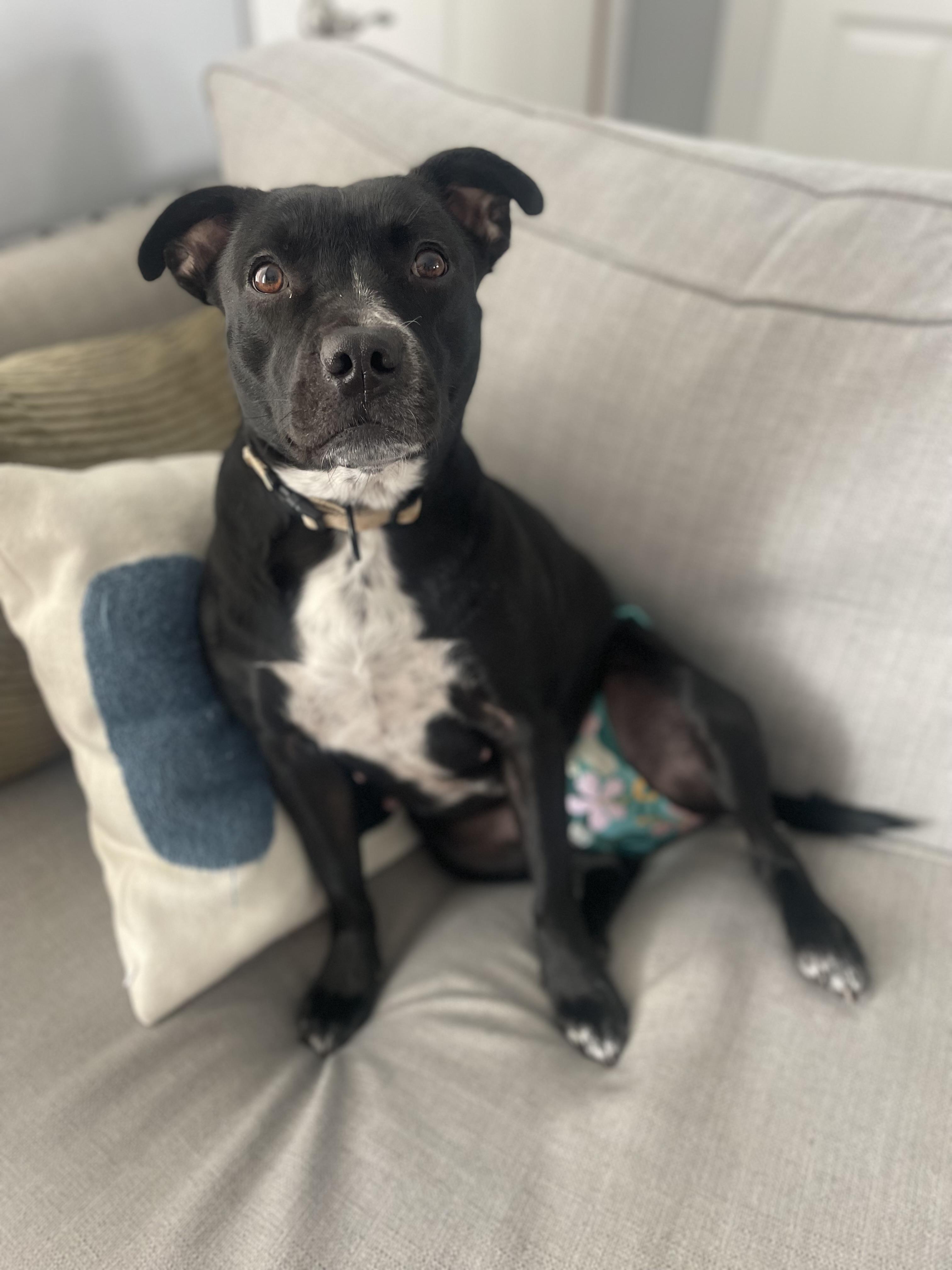 Cricket, a Adoptable mixed breed in South Charleston, OH image 3/6