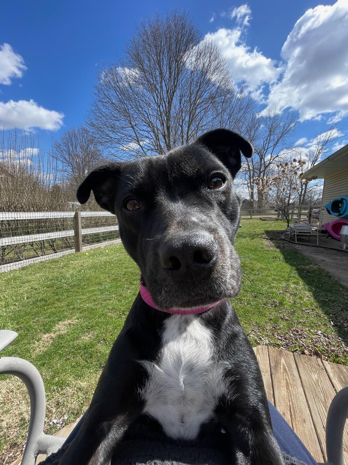 Cricket, a Adoptable mixed breed in South Charleston, OH image 5/6