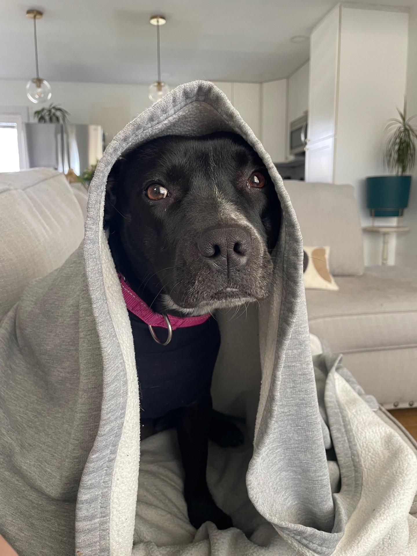 Cricket, a Adoptable mixed breed in South Charleston, OH image 6/6