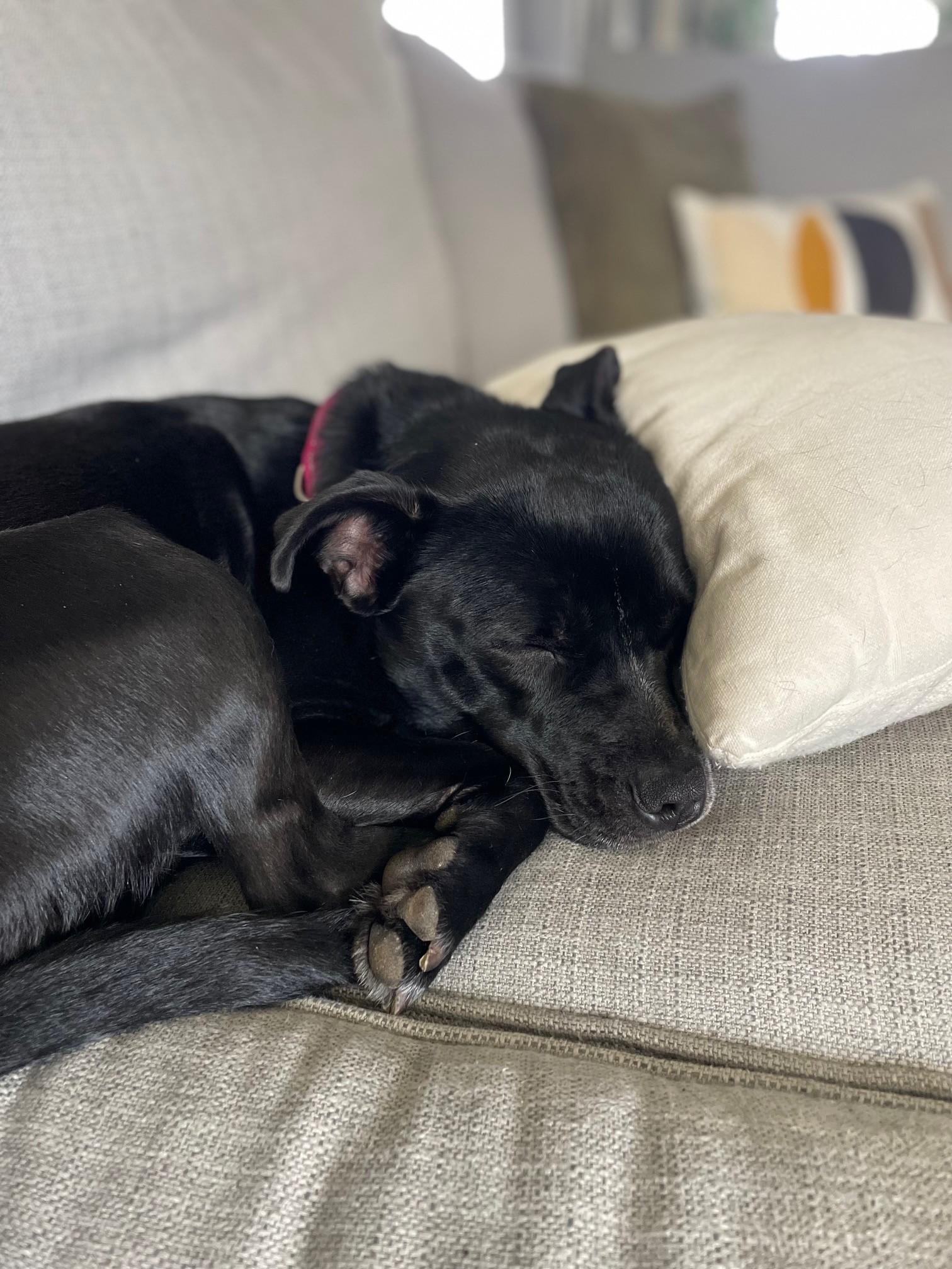 Cricket, a Adoptable mixed breed in South Charleston, OH image 4/6