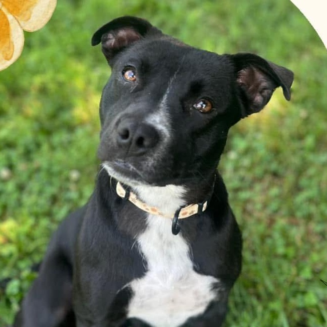 Cricket, Adoptable, Young Female Pit Bull Terrier.