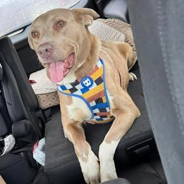 Enlarge Gracie, a Adoptable mixed breed in Overland Park, KS image 2/6