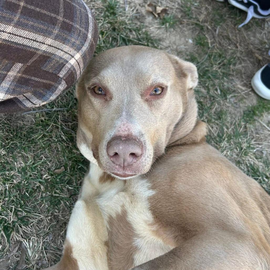Enlarge Gracie, a Adoptable mixed breed in Overland Park, KS image 3/6