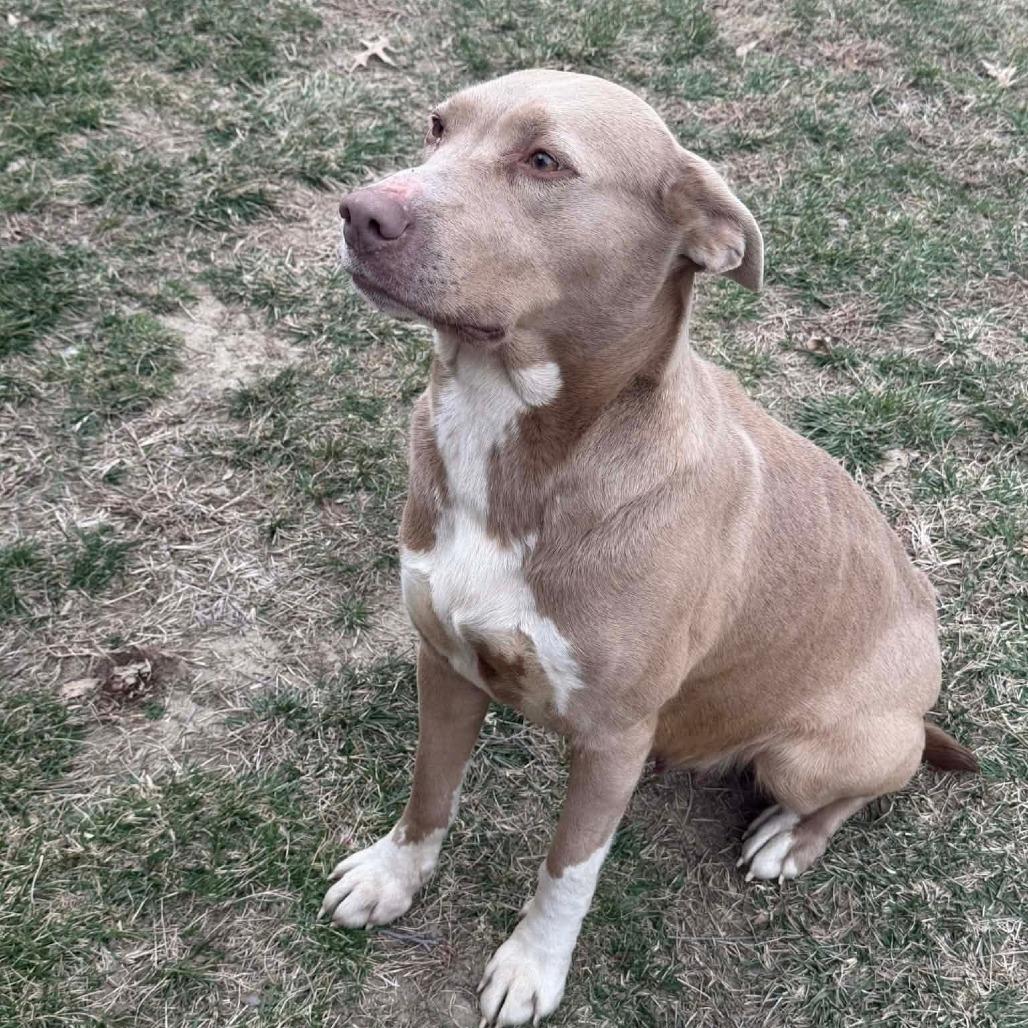 Enlarge Gracie, a Adoptable mixed breed in Overland Park, KS image 4/6