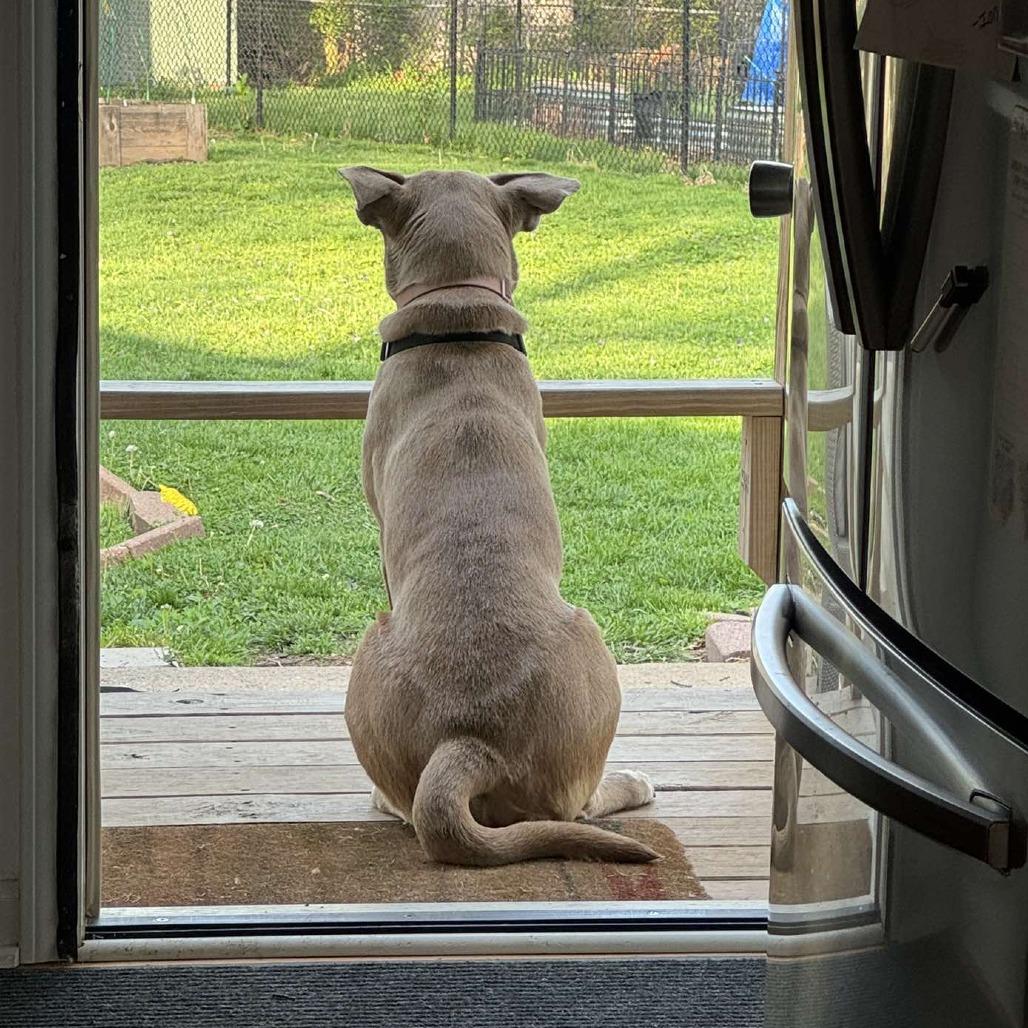 Enlarge Gracie, a Adoptable mixed breed in Overland Park, KS image 5/6
