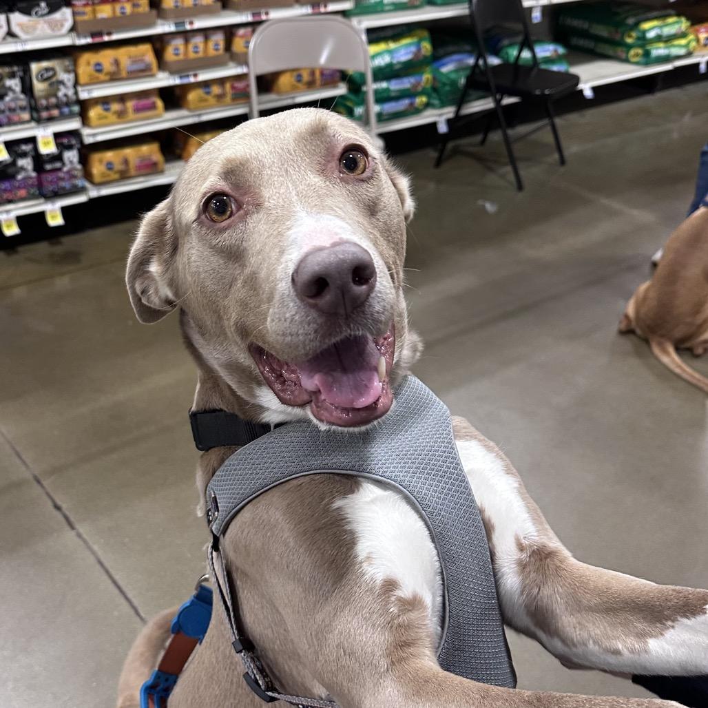 Enlarge Gracie, a Adoptable mixed breed in Overland Park, KS image 5/6