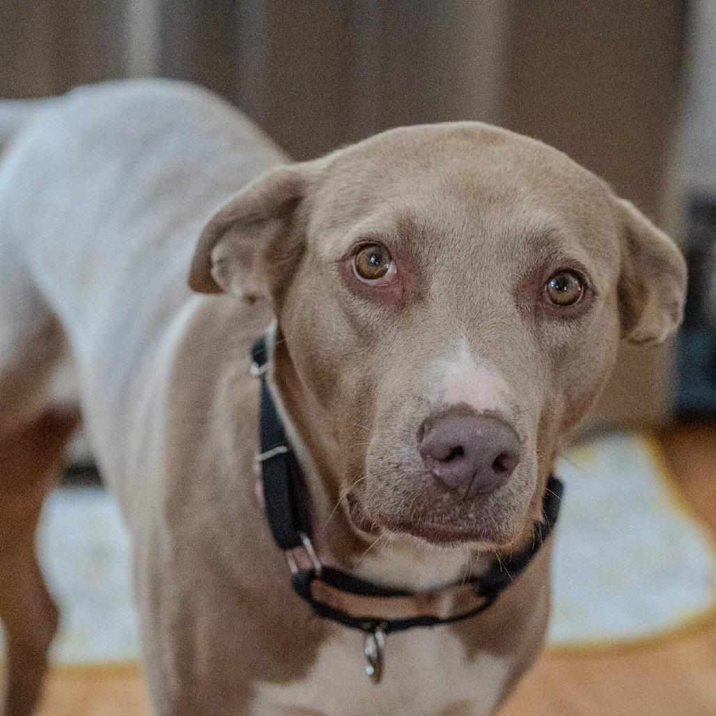 Enlarge Gracie, a Adoptable mixed breed in Overland Park, KS image 6/6