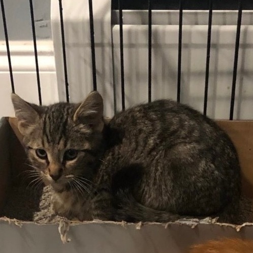 Johnny Depp, a Adoptable Domestic Short Hair in Mokena, IL image 1/3