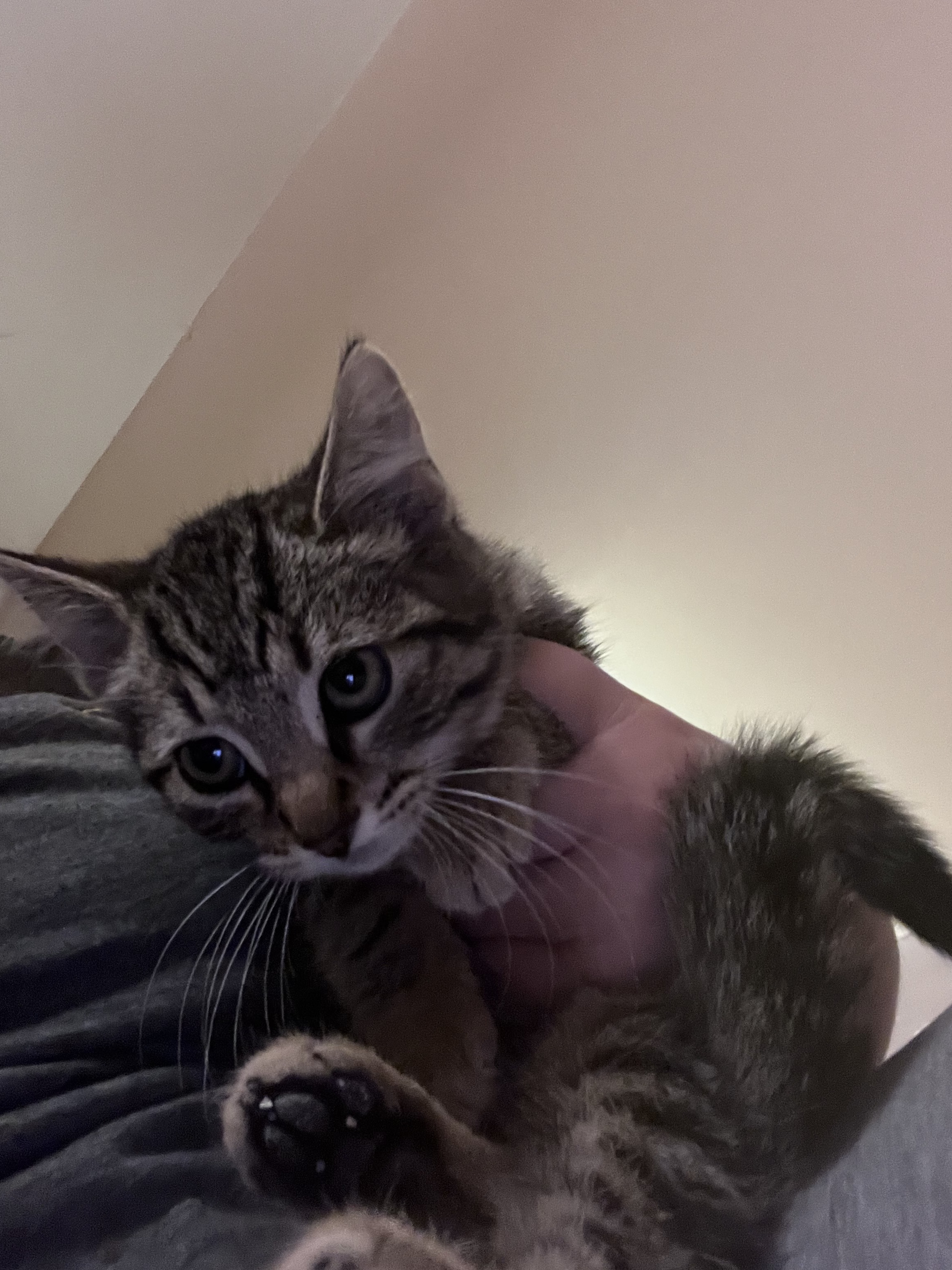 Johnny Depp, a Adoptable Domestic Short Hair in Mokena, IL image 2/3