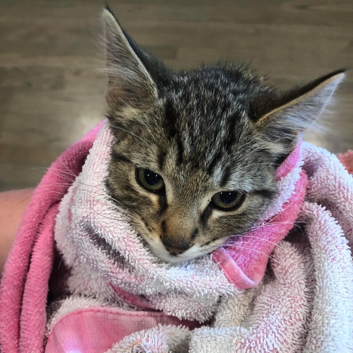 Johnny Depp, a Adoptable Domestic Short Hair in Mokena, IL image 3/3