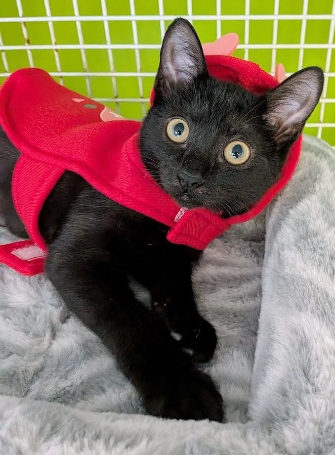 Bella, ADOPTABLE, Kitten Female Domestic Short Hair.