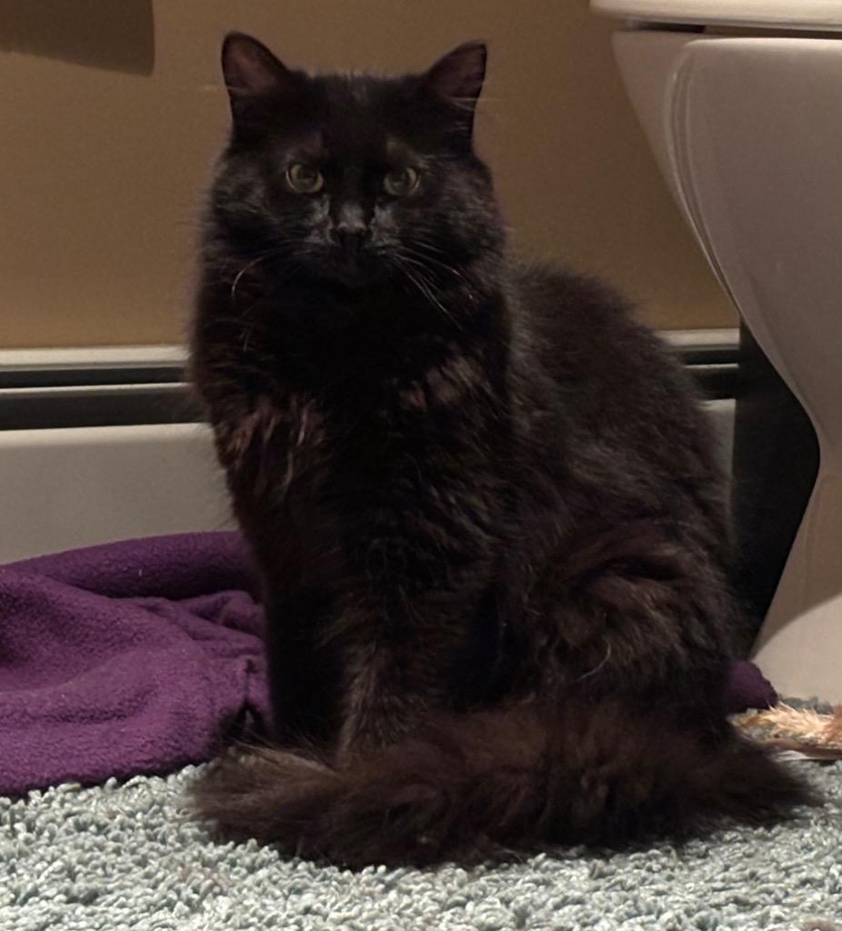 Peppercorn, Adoptable, Kitten Male Domestic Long Hair.