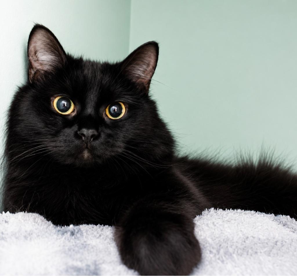 Enlarge Peppercorn, a Adoptable mixed breed in Pawtucket, RI image 2/4