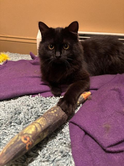 Enlarge Peppercorn, a Adoptable mixed breed in Pawtucket, RI image 3/4