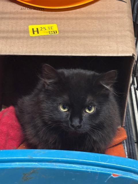 Enlarge Peppercorn, a Adoptable mixed breed in Pawtucket, RI image 4/4