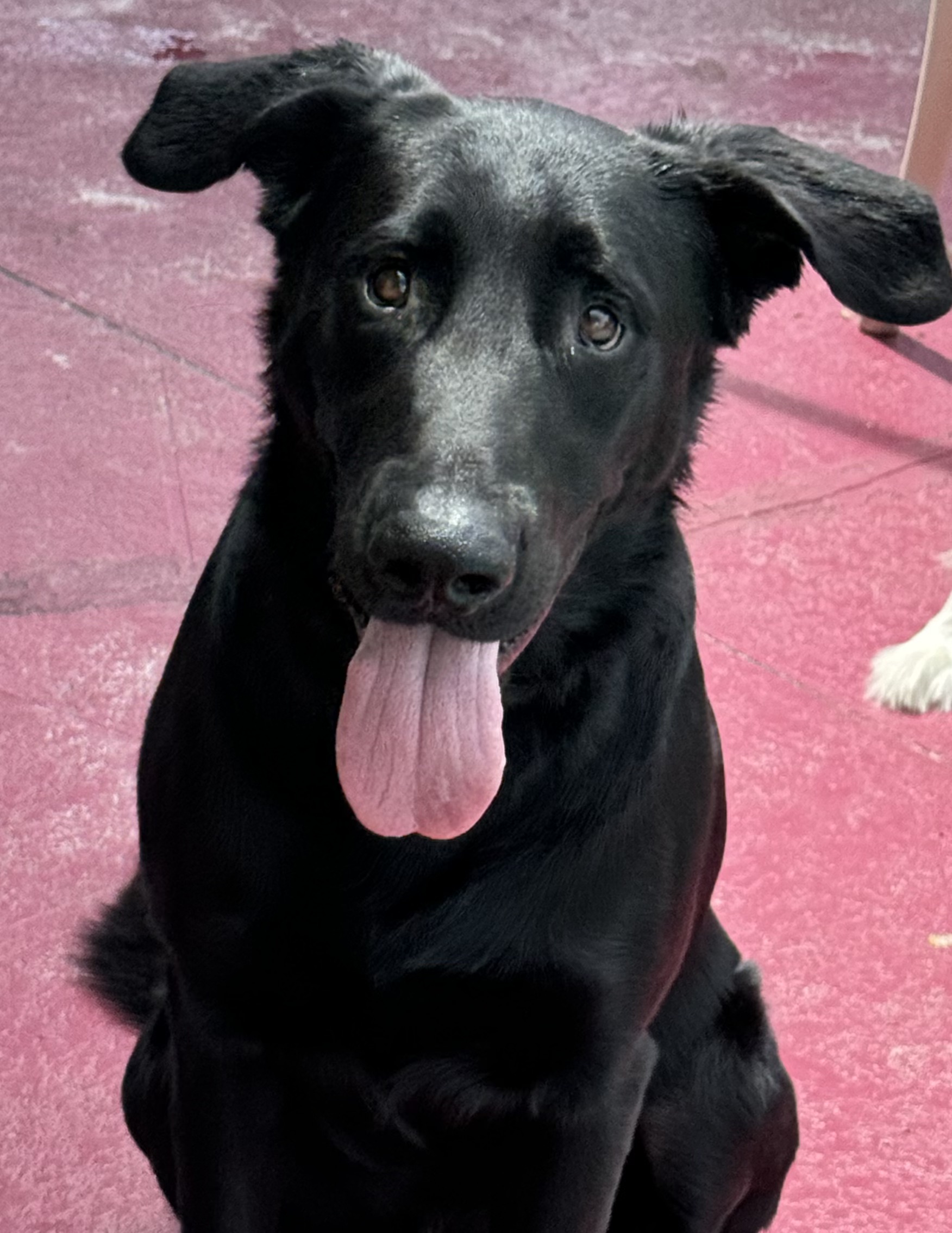 Happy Boy!!!, Adoptable, Young Male Labrador Retriever.