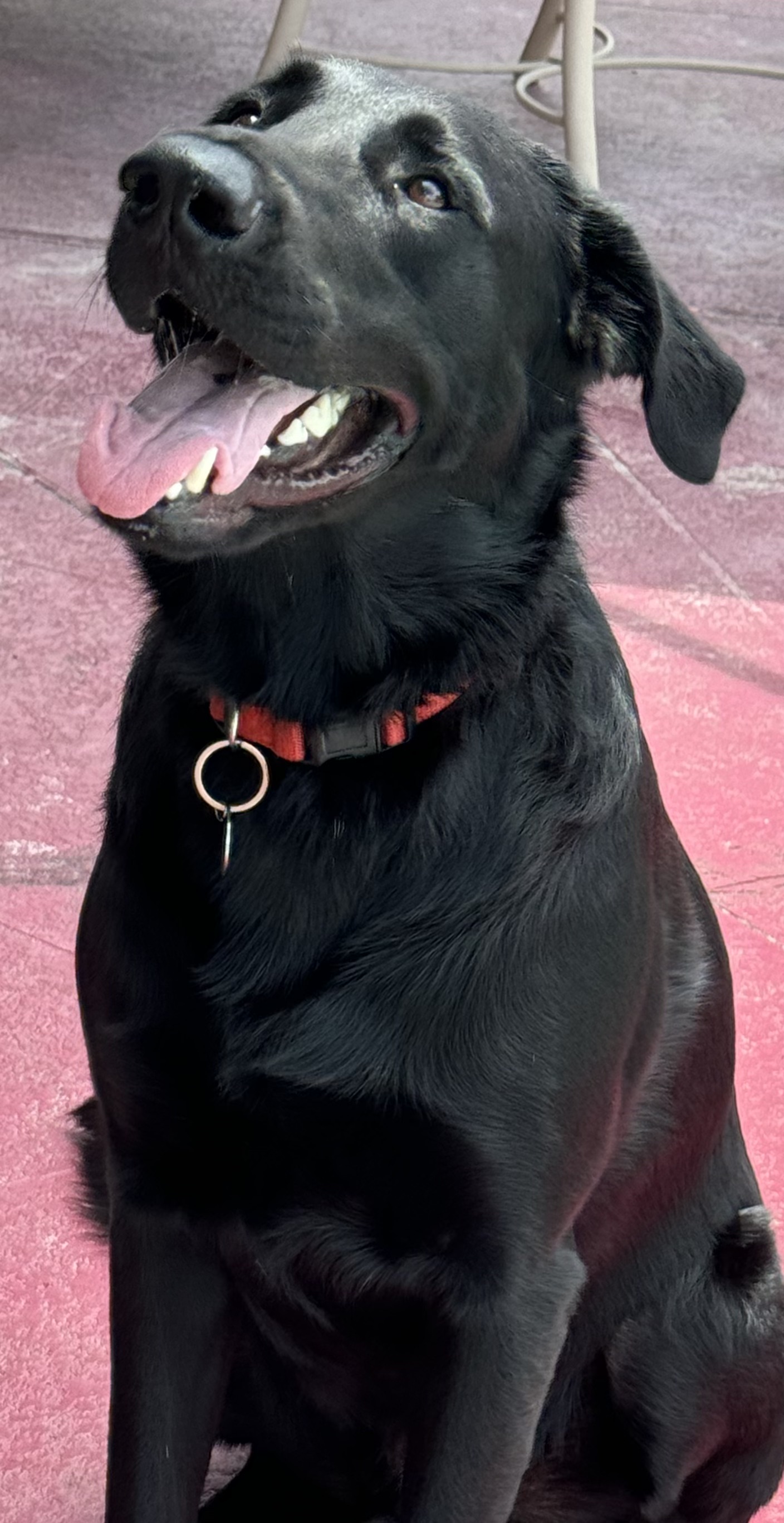 Happy Boy!!!, a Adoptable Labrador Retriever in Fort Myers Beach, FL image 5/6