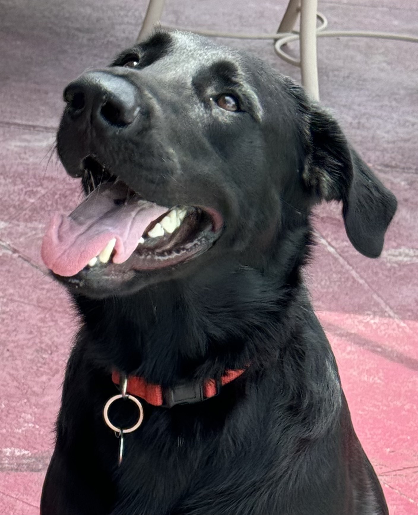 Happy Boy!!!, a Adoptable Labrador Retriever in Fort Myers Beach, FL image 2/6