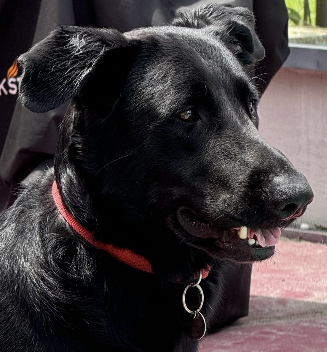 Happy Boy!!!, a Adoptable Labrador Retriever in Fort Myers Beach, FL image 4/6