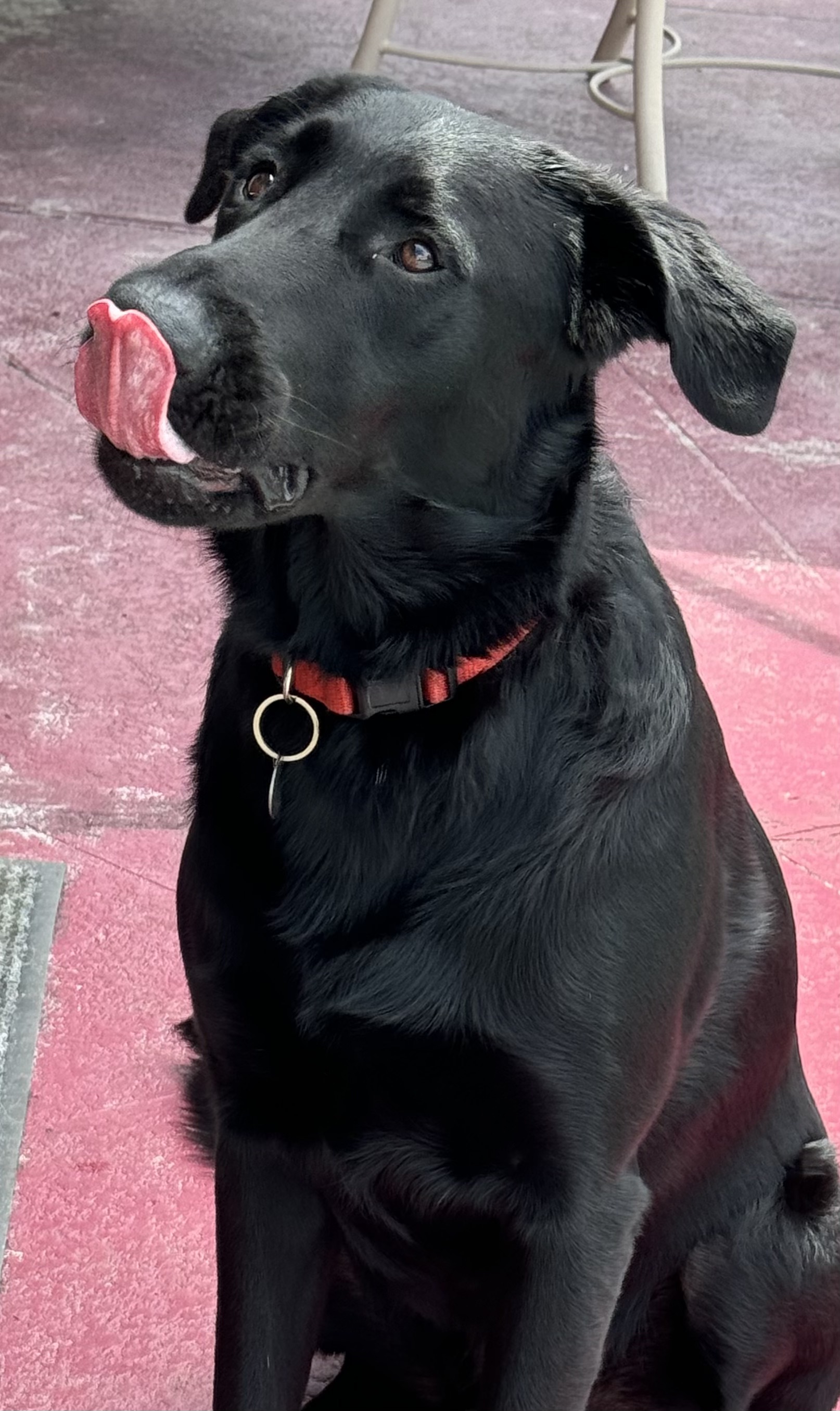 Happy Boy!!!, a Adoptable Labrador Retriever in Fort Myers Beach, FL image 6/6