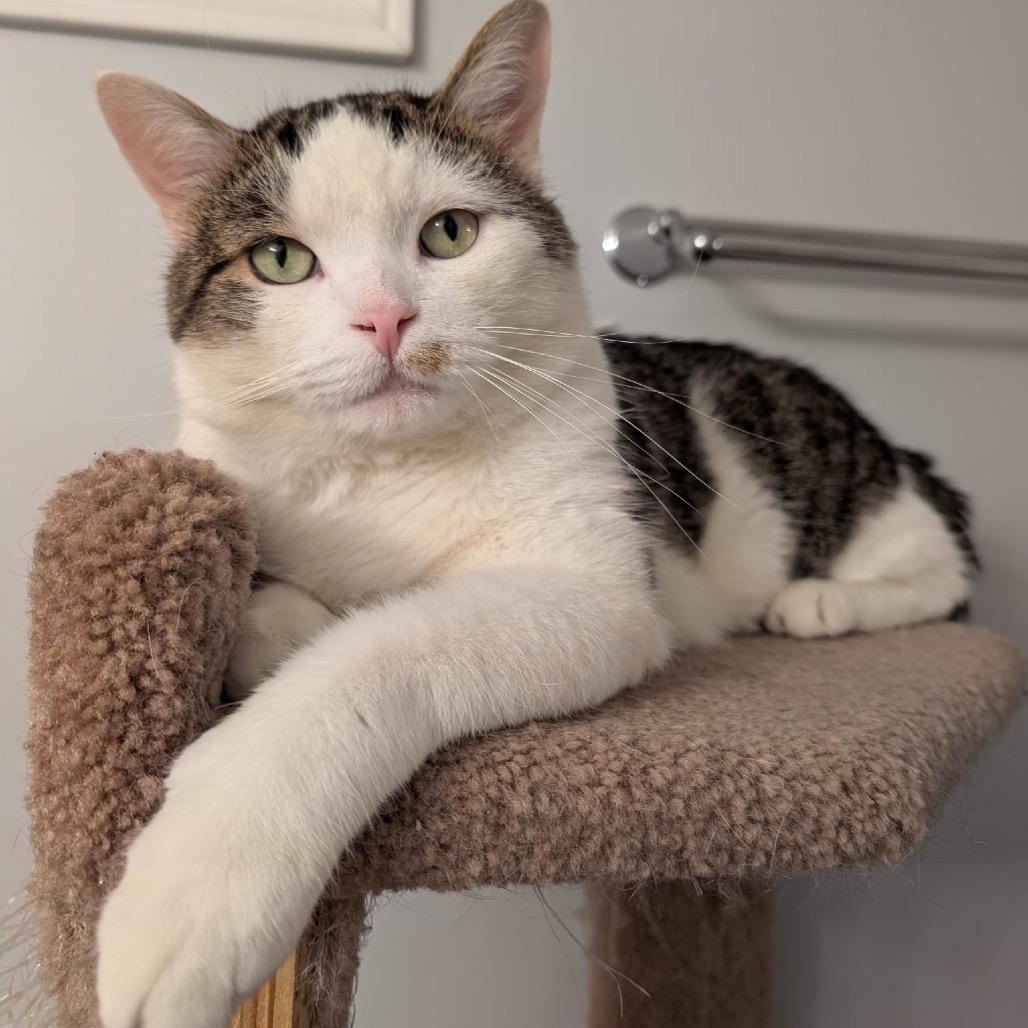 Toby, a Adoptable Domestic Short Hair in Puslinch, ON image 1/6