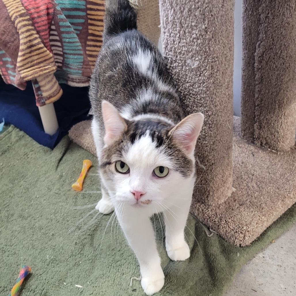 Toby, a Adoptable Domestic Short Hair in Puslinch, ON image 2/6