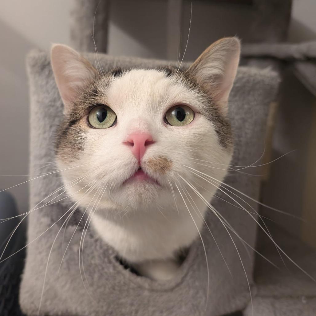 Toby, a Adoptable Domestic Short Hair in Puslinch, ON image 3/6